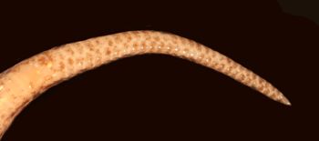 Media type: image;   Herpetology R-178334